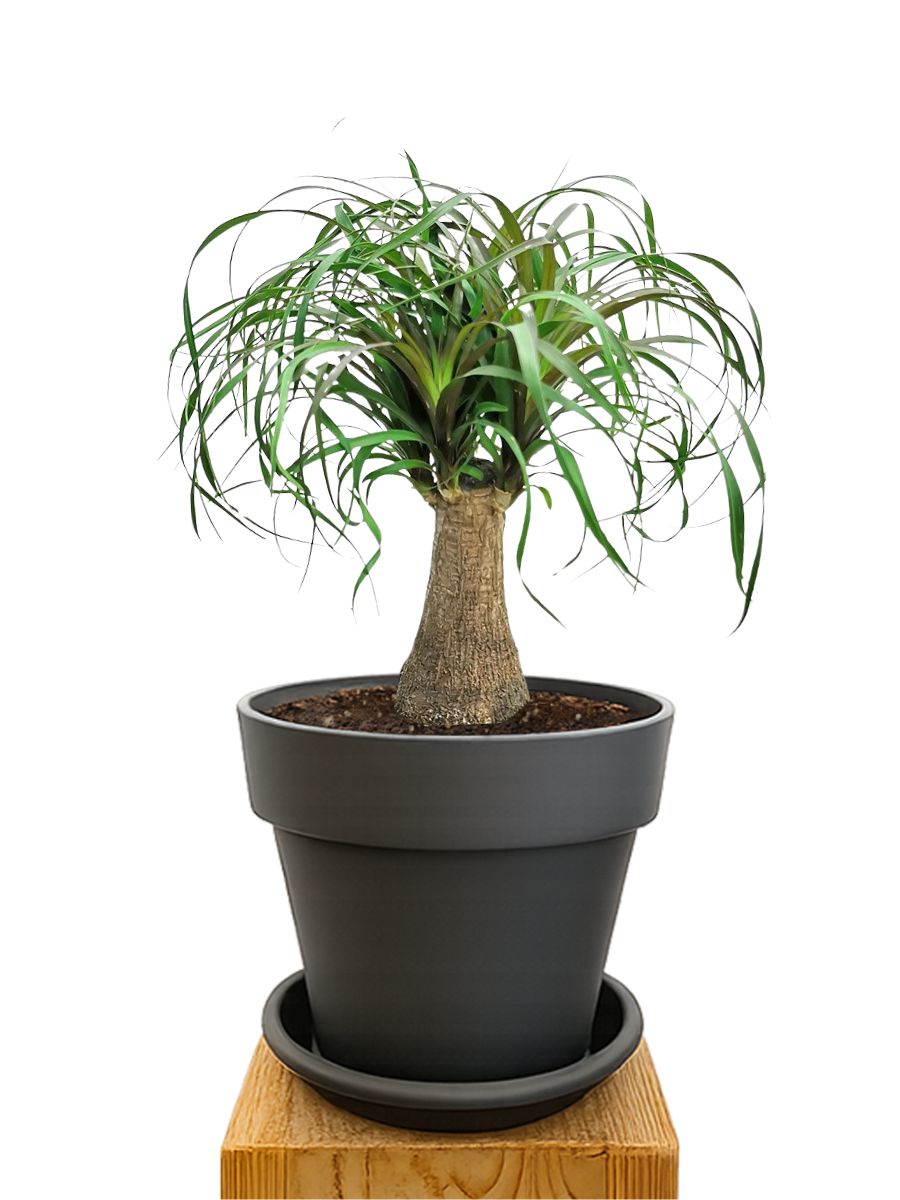 Kit de plantation 20 Anthracite
